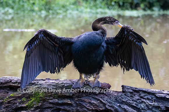 Anhinga