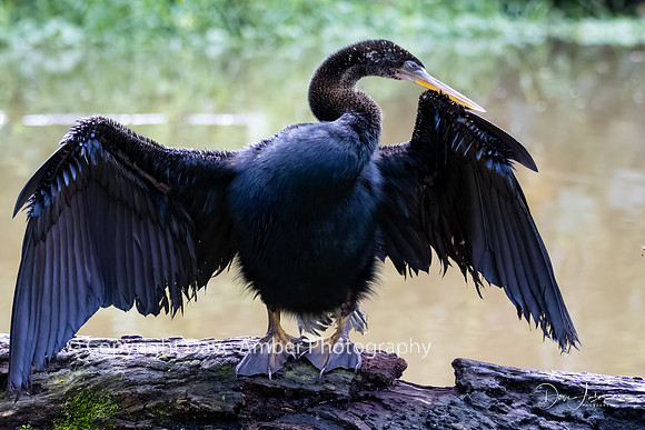 Anhinga