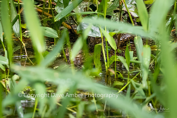 Caiman