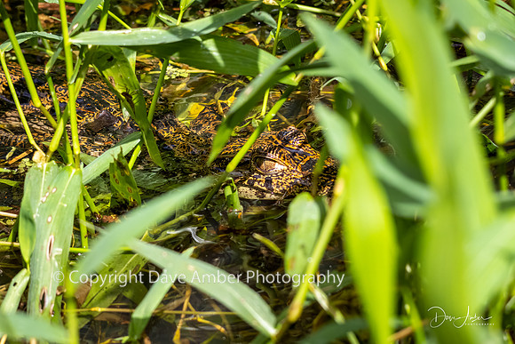 Caiman