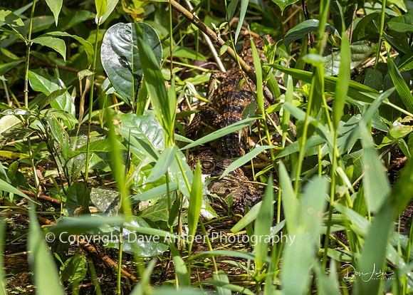 Caiman