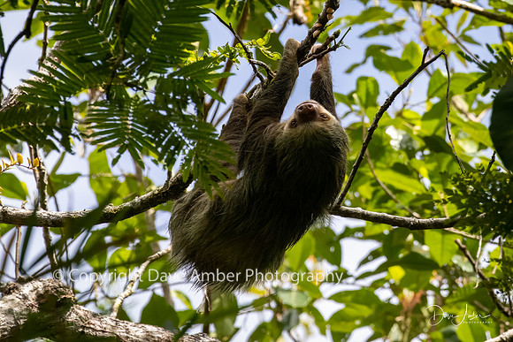 Two-toed Sloth