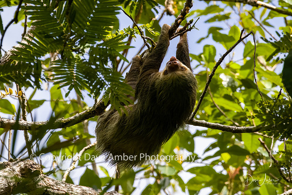 Two-toed Sloth