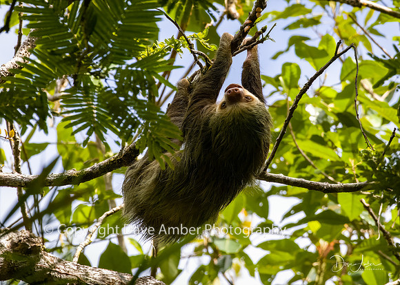 Two-toed Sloth