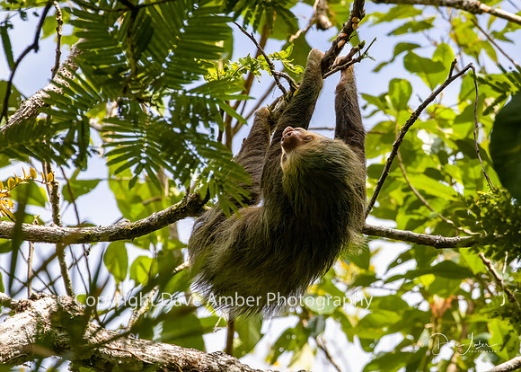Two-toed Sloth