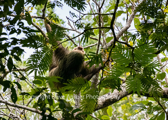 Two-toed Sloth