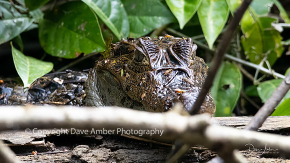 Spectacled Caiman