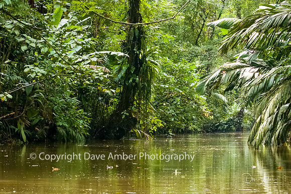 Tortuguero