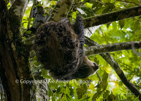 Two-toed Sloth