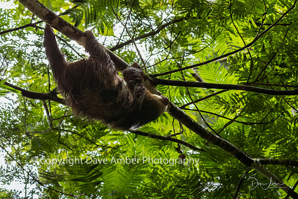 Two-toed Sloth