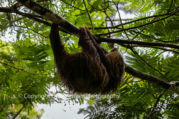 Two-toed Sloth