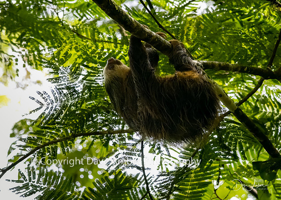 Two-toed Sloth