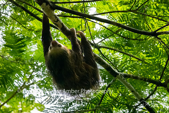 Two-toed Sloth