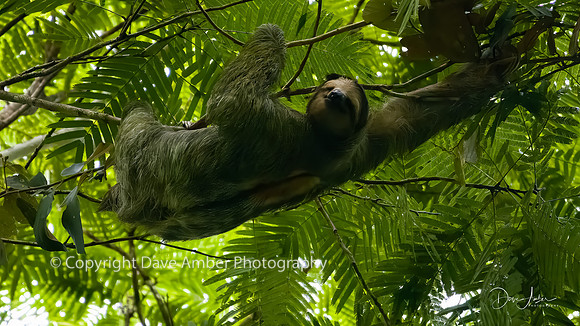 Three-toed Sloth