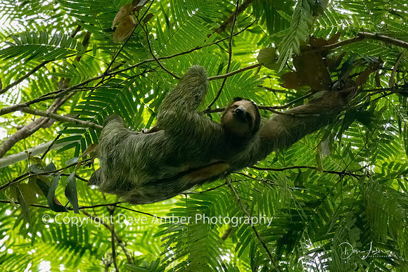 Three-toed Sloth