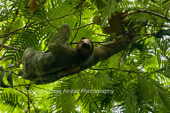 Three-toed Sloth