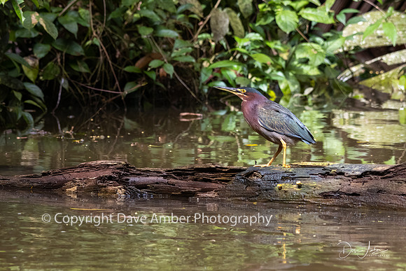 Green Heron