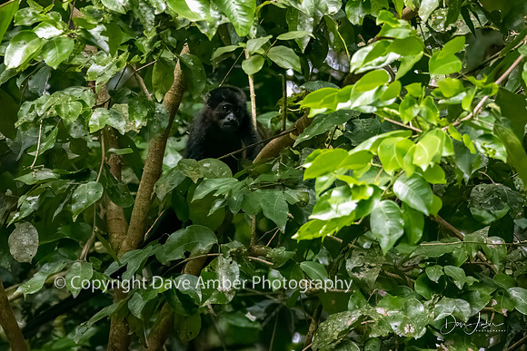Howler Monkey