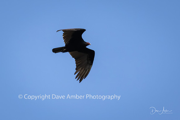 Turkey Vulture