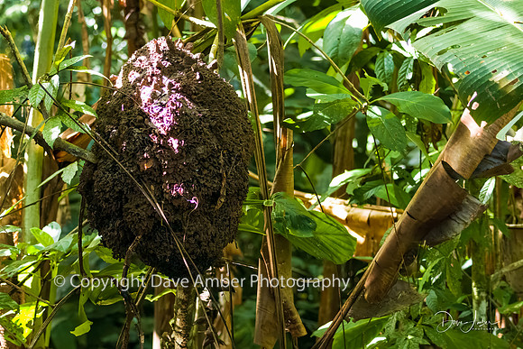 Termite Nest