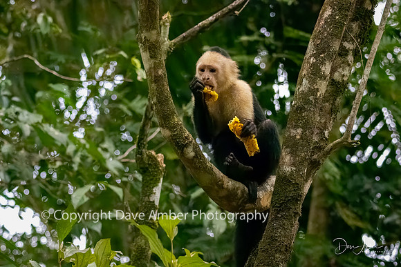 White-faced Capuchin