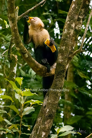 White-faced Capuchin