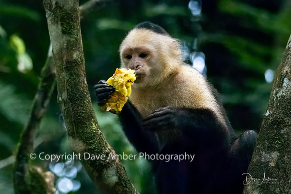 White-faced Capuchin