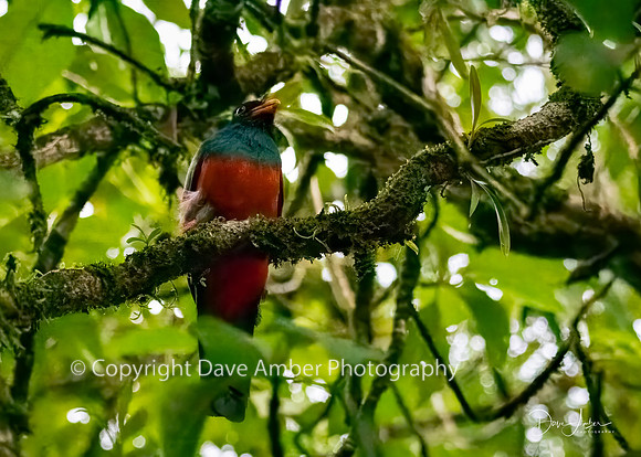 Slaty-tailed Trogon