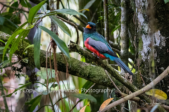 Slaty-tailed Trogon