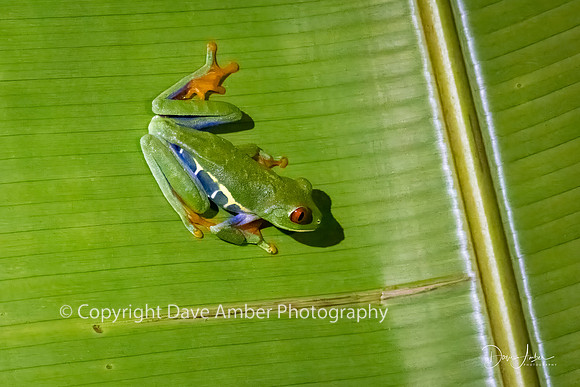 Red-eyed Tree Frog