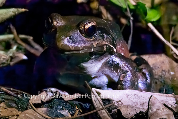 Bull Frog