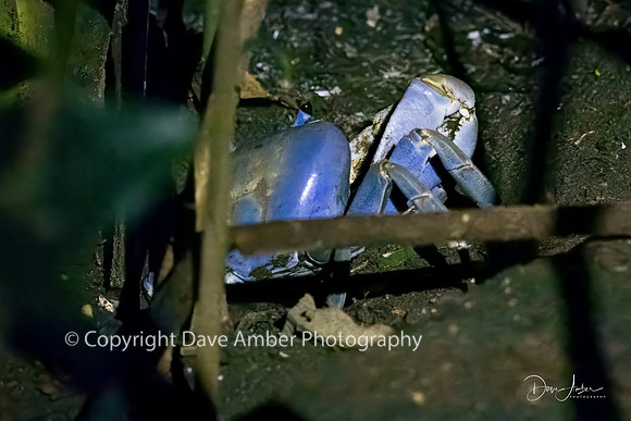 Blue Land Crab