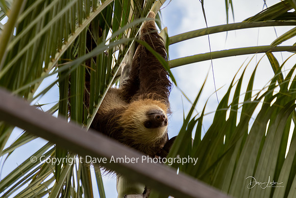 Two-toed Sloth