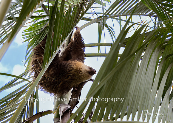 Two-toed Sloth
