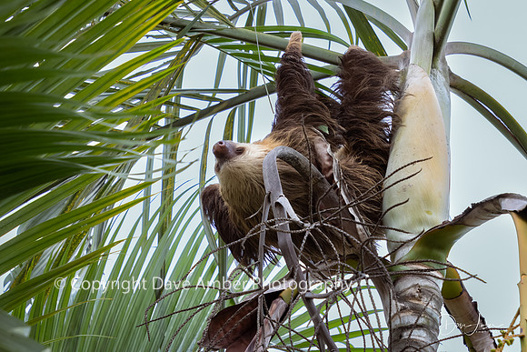 Two-toed Sloth