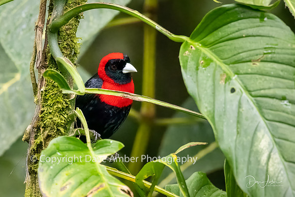 Tanager