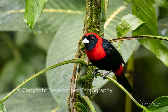 Tanager