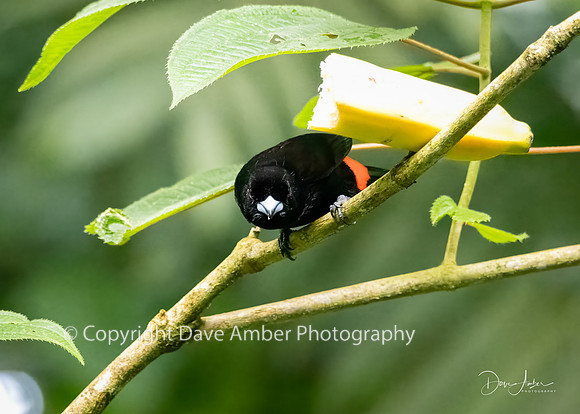 Tanager