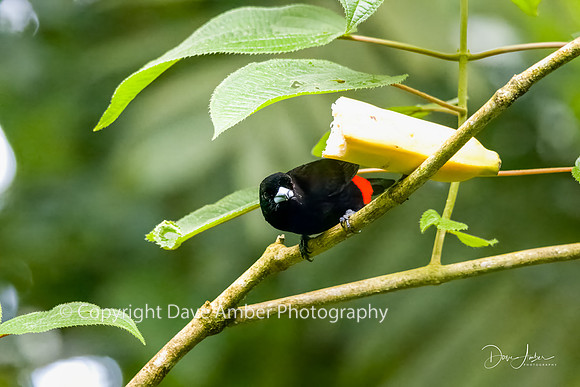 Tanager