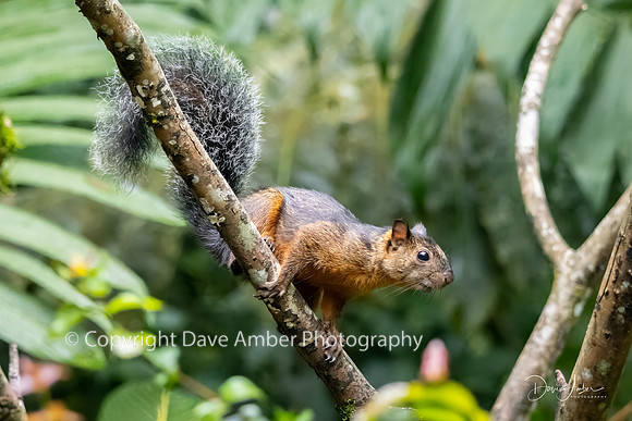 Variegated Squirrel