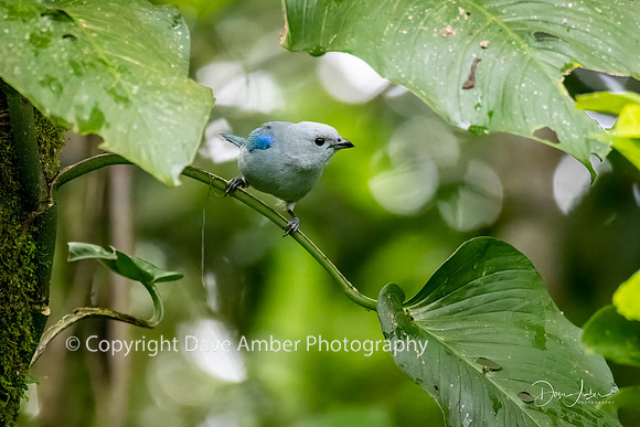 Blue-gray Tanager