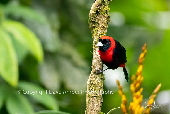Tanager