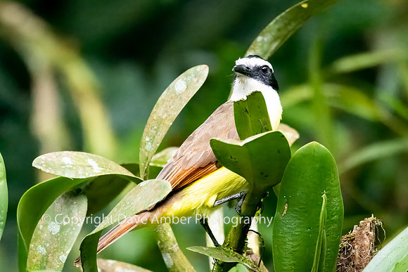 Great Kiskadee