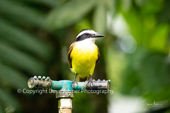 Great Kiskadee