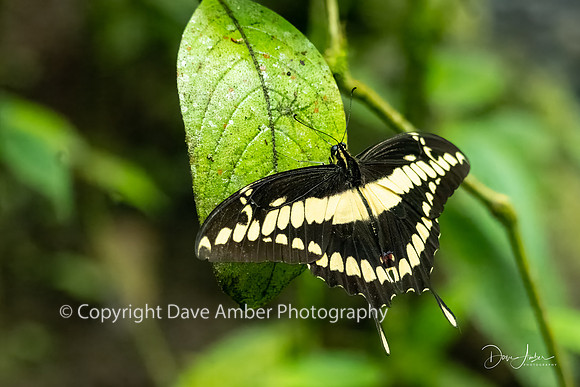 King Swallowtail Butterfly