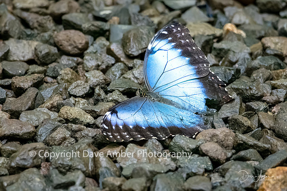 Blue Morpho