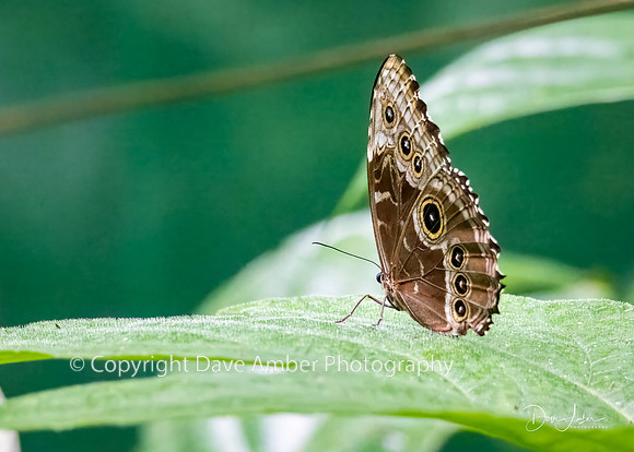 Owl Butterfly