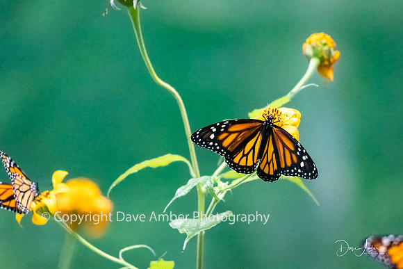 Monarch Butterfly