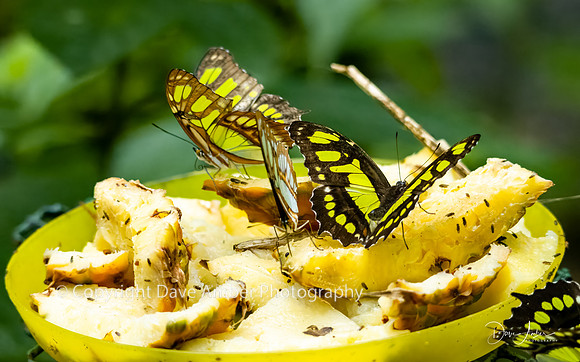 Malachite Butterfly