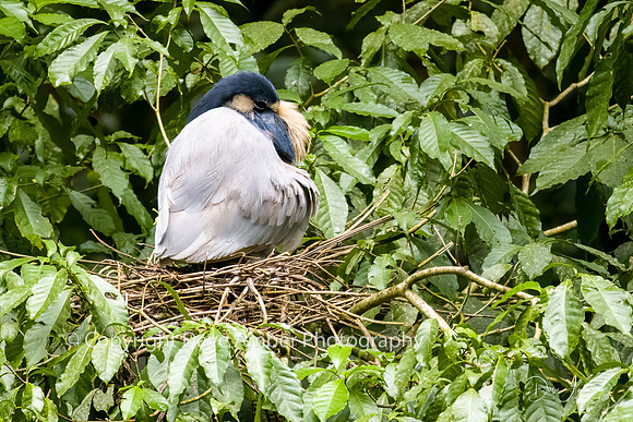 Boat-billed Heron